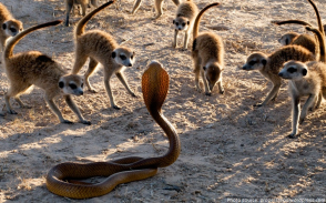 meercats-and-snake