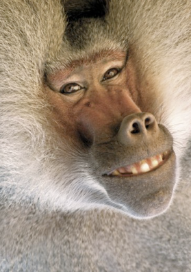 smiling-baboon
